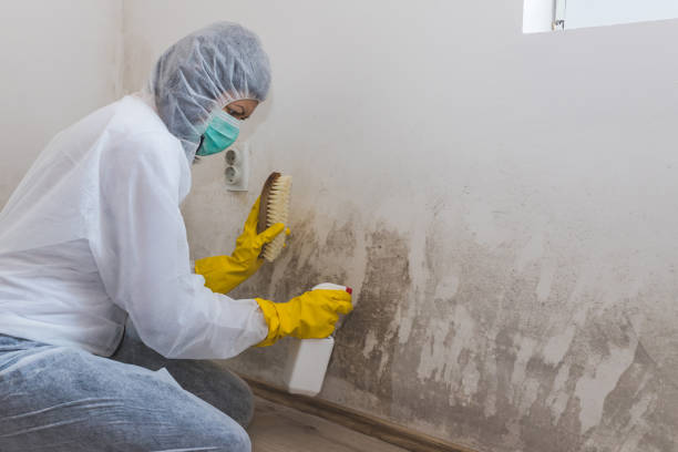 Mold Remediation for Rental Properties in Orion, IL